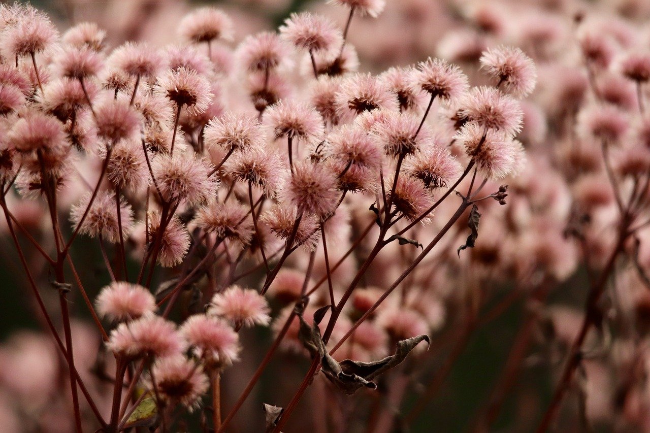 正规的物联卡:鹰潭土狗购买平台