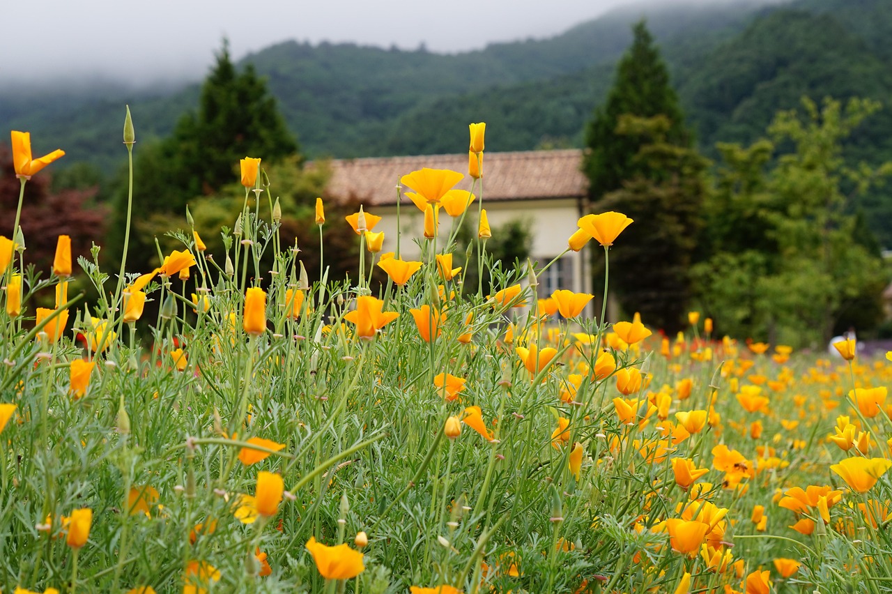 剑荡江湖:美化app官方详情下载教程